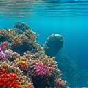 Monitoreo ambiental de ecosistemas marinos con IA